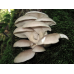 Мицелий Вешенки белый эльф (Рleurotus cystidiosus)